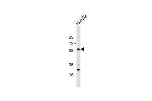 Anti-ST6GAL2 Antibody (C-term) at 1:1000 dilution + HepG2 whole cell lysate Lysates/proteins at 20 μg per lane. (ST6GAL2 Antikörper  (C-Term))