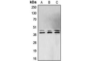 Western blot analysis of ERK1/2 expression in MCF7 (A), NIH3T3 (B), PC12 (C) whole cell lysates. (ERK1/2 Antikörper  (Center))