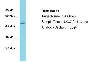 Host: Rabbit Target Name: KIAA1045 Sample Type: U937 Whole Cell lysates Antibody Dilution: 1. (KIAA1045 Antikörper  (N-Term))