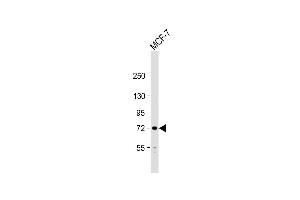 Anti-PIASx1/2 Antibody  at 1:1000 dilution + MCF-7 whole cell lysate Lysates/proteins at 20 μg per lane.