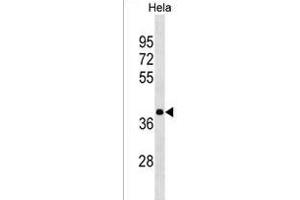 HNRN Antibody (N-term) (ABIN1539277 and ABIN2850046) western blot analysis in Hela cell line lysates (35 μg/lane).