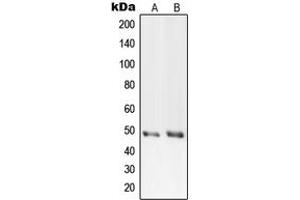 Western blot analysis of PRIM1 expression in HeLa (A), Raw264. (PRIM1 Antikörper  (C-Term))