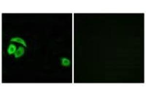 Immunofluorescence analysis of A549 cells, using RPL27A antibody. (RPL27A Antikörper  (C-Term))