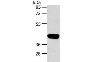 Western Blot analysis of Hepg2 cell using PRSS50 Polyclonal Antibody at dilution of 1:450 (PRSS50 Antikörper)
