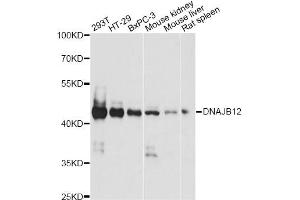 Western blot analysis of extracts of various cell lines, using DNAJB12 antibody. (DNAJB12 Antikörper)