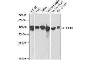 Western blot analysis of extracts of various cell lines using EIF3H Polyclonal Antibody at dilution of 1:1000. (EIF3H Antikörper)
