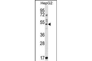 TRIM11 Antibody (C-term) (ABIN657207 and ABIN2846320) western blot analysis in HepG2 cell line lysates (35 μg/lane). (TRIM11 Antikörper  (C-Term))