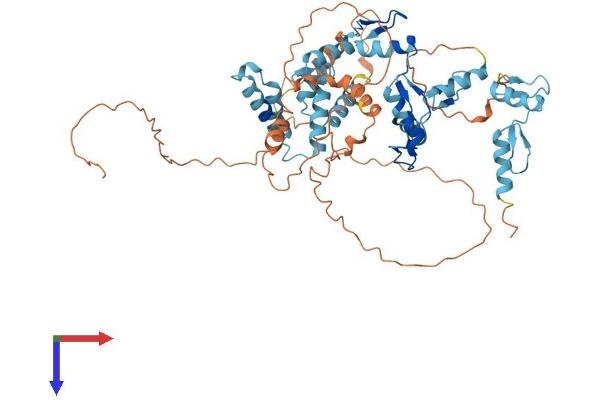 ZKSCAN4 Protein (AA 1-545) (His tag)