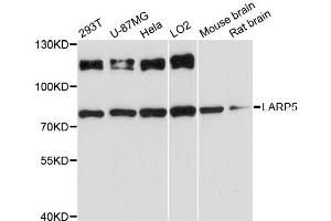 Western blot analysis of extracts of various cell lines, using LARP5 antibody (ABIN6294144) at 1:3000 dilution. (LARP4B Antikörper)