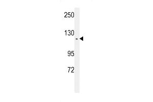 Western blot analysis of TSH2 Antibody (N-term) (ABIN651481 and ABIN2840262) in CEM cell line lysates (35 μg/lane). (THNSL2 Antikörper  (N-Term))