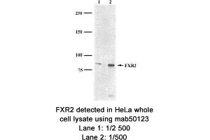 Image no. 1 for anti-Fragile X Mental Retardation, Autosomal Homolog 2 (FXR2) (AA 414-658), (C-Term) antibody (ABIN363277) (FXR2 Antikörper  (C-Term))
