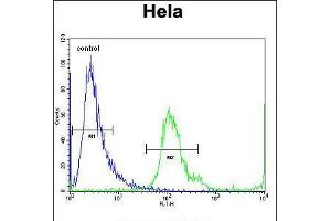 Flow cytometric analysis of Hela cells (right histogram) compared to a negative control cell (left histogram). (MBNL2 Antikörper  (C-Term))