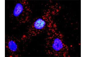 Proximity Ligation Analysis of protein-protein interactions between VASP and ACTG1. (VASP Antikörper  (AA 1-380))