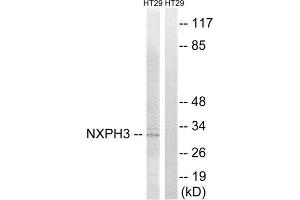 Western Blotting (WB) image for anti-Neurexophilin 3 (NXPH3) (Internal Region) antibody (ABIN1851686) (NXPH3 Antikörper  (Internal Region))