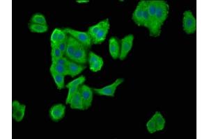Immunofluorescence staining of HepG2 cells with ABIN7151723 at 1:100, counter-stained with DAPI. (ENTR1 (AA 121-230) Antikörper)