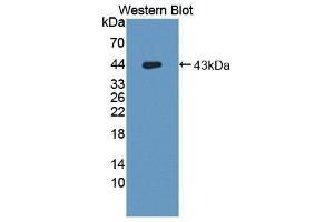 Western Blotting (WB) image for anti-Hemochromatosis Type 2 (Juvenile) (HFE2) (AA 234-416) antibody (ABIN3201658) (HFE2 Antikörper  (AA 234-416))