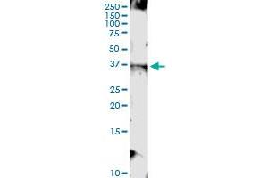 Immunoprecipitation of TMEM115 transfected lysate using anti-TMEM115 MaxPab rabbit polyclonal antibody and Protein A Magnetic Bead , and immunoblotted with TMEM115 MaxPab mouse polyclonal antibody (B01) . (TMEM115 Antikörper  (AA 1-351))