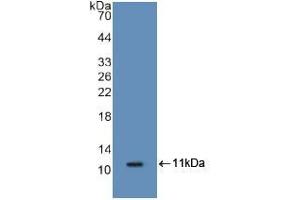 Western blot analysis of recombinant Mouse S100A8. (S100A8 Antikörper  (AA 1-89))