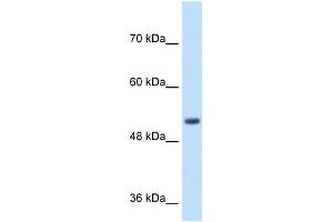 SPPL2B antibody used at 1 ug/ml to detect target protein. (SPPL2B Antikörper  (N-Term))