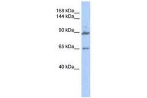 Image no. 1 for anti-G Protein-Coupled Receptor Associated Sorting Protein 2 (GPRASP2) (AA 539-588) antibody (ABIN6741147) (GPRASP2 Antikörper  (AA 539-588))