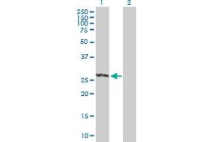 Western Blot analysis of RIT2 expression in transfected 293T cell line by RIT2 MaxPab polyclonal antibody.