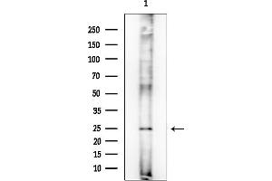 anti-DnaJ (Hsp40) Homolog, Subfamily B, Member 3 (DNAJB3) (Internal Region) antibody