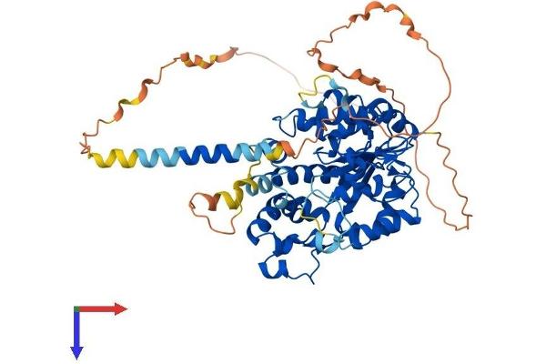 CHST2 Protein (AA 1-530) (His tag)