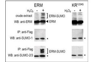 Image no. 2 for anti-Small Ubiquitin Related Modifier Protein 1 (SUMO1) (C-Term) antibody (ABIN356734) (SUMO1 Antikörper  (C-Term))
