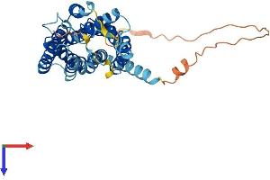 GPR4 Protein (AA 1-362) (His tag)