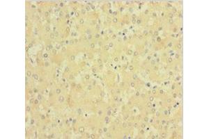 Immunohistochemistry of paraffin-embedded human liver tissue using ABIN7147993 at dilution of 1:100 (Factor XI Antikörper  (AA 19-387))
