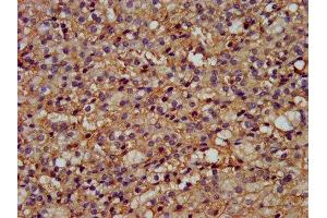 IHC image of ABIN7166324 diluted at 1:200 and staining in paraffin-embedded human adrenal gland tissue performed on a Leica BondTM system. (GPR177/WLS Antikörper  (AA 123-232))