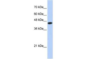 WB Suggested Anti-E2F1 Antibody Titration:  0. (E2F1 Antikörper  (N-Term))
