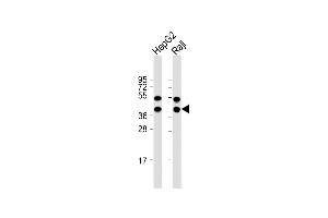 Western Blotting (WB) image for anti-Glutaredoxin 3 (GLRX3) (AA 81-110), (N-Term) antibody (ABIN656034)
