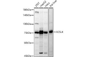 Western blot analysis of extracts of various cell lines, using  antibody (ABIN6129864, ABIN6136458, ABIN6136459 and ABIN6222564) at 1:500 dilution. (ACSL4 Antikörper  (AA 1-280))