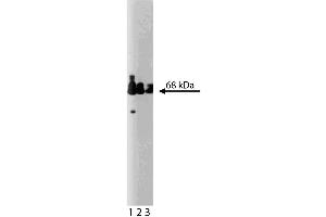 Western blot analysis of Paxillin on a human endothelial lysate. (Paxillin Antikörper  (AA 1-557))