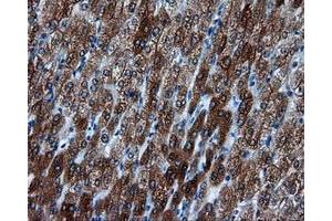 Immunohistochemical staining of paraffin-embedded liver tissue using anti-BHMT mouse monoclonal antibody. (BHMT Antikörper)