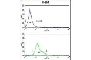 TNFRSF10D Antibody (Center) (ABIN653479 and ABIN2842899) flow cytometry analysis of Hela cells (bottom histogram) compared to a negative control cell (top histogram). (DcR2 Antikörper  (AA 252-278))