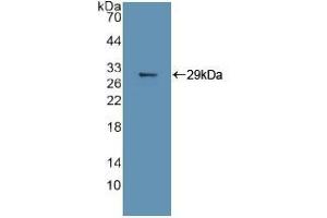 Western blot analysis of recombinant Human MAPK11. (MAPK11 Antikörper  (AA 38-277))