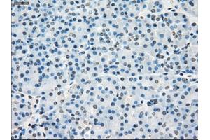 Immunohistochemical staining of paraffin-embedded Kidney tissue using anti-PORmouse monoclonal antibody. (POR Antikörper)