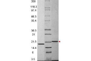 IL-29 Human Recombinant Protein - SDS-PAGE.