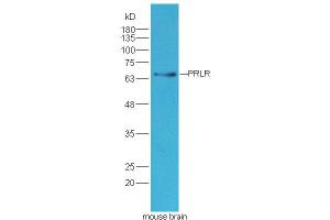 Lane 1: mouse brain lysates probed with Rabbit Anti-PRLR Polyclonal Antibody, Unconjugated (ABIN1387937) at 1:300 overnight at 4 °C. (Prolactin Receptor Antikörper  (AA 251-350))