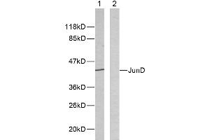 Western blot analysis of extracts from HeLa cells using JunD (Ab-255) antibody (#B7137). (JunD Antikörper  (Ser255))