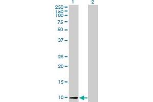 Western Blot analysis of CCL26 expression in transfected 293T cell line by CCL26 MaxPab polyclonal antibody. (CCL26 Antikörper  (AA 1-94))