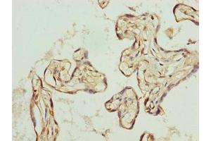 Immunohistochemistry of paraffin-embedded human placenta tissue using ABIN7162475 at dilution of 1:100 (TRIP13 Antikörper  (AA 181-390))