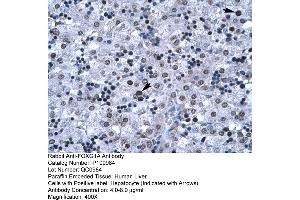 Human Liver (FOXG1 Antikörper  (N-Term))
