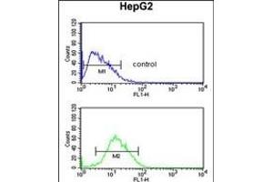 RP16 Antibody (C-term) (ABIN652189 and ABIN2840724) flow cytometric analysis of HepG2 cells (bottom histogram) comred to a negative control cell (top histogram). (PARP16 Antikörper  (C-Term))