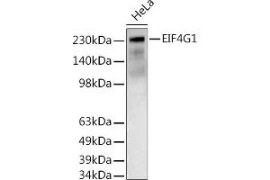Western blot analysis of extracts of HeLa cells, using EIF4G1 antibody (ABIN6134647, ABIN6140094, ABIN6140095 and ABIN6223456) at 1:500 dilution. (EIF4G1 Antikörper  (AA 400-500))
