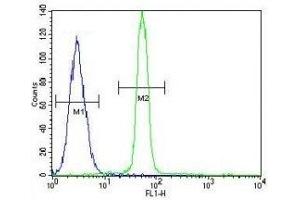 CREB antibody flow cytometric analysis of A549 cells (green) compared to a negative control (blue). (CREB1 Antikörper  (AA 105-132))