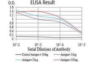 Black line: Control Antigen (100 ng),Purple line: Antigen (10 ng), Blue line: Antigen (50 ng), Red line:Antigen (100 ng) (TWIST2 Antikörper  (AA 1-160))