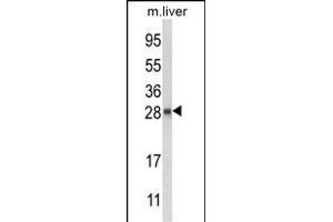 Western blot analysis of QDPR Antibody (C-term) (ABIN652787 and ABIN2842516) in mouse liver tissue lysates (35 μg/lane). (QDPR Antikörper  (C-Term))